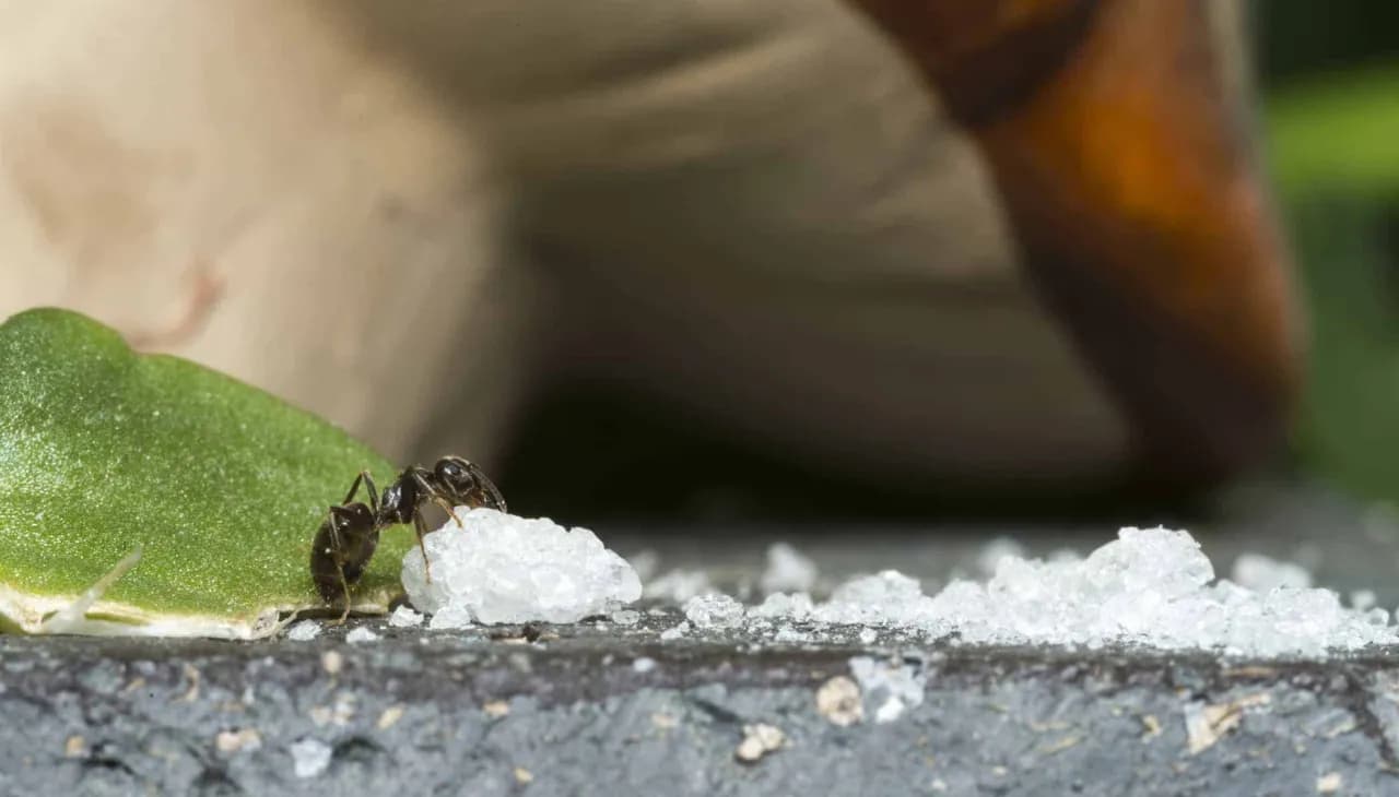 Skuteczne metody na zwalczenie mrówek w kuchni i ich zapobieganie